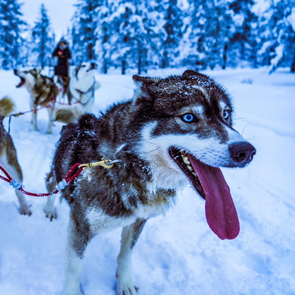 Young Adult Fantasy Sled Dogs