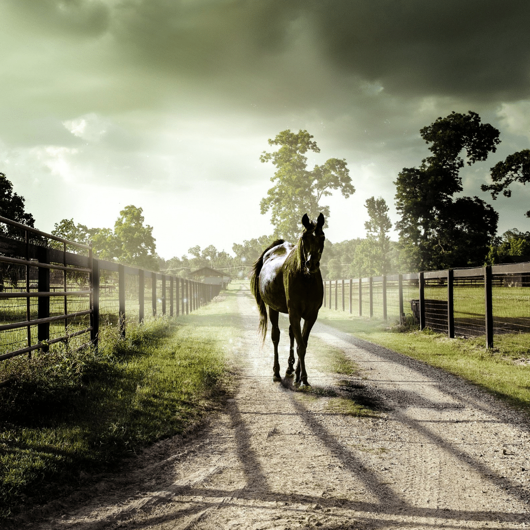 Example of Stables in Curses